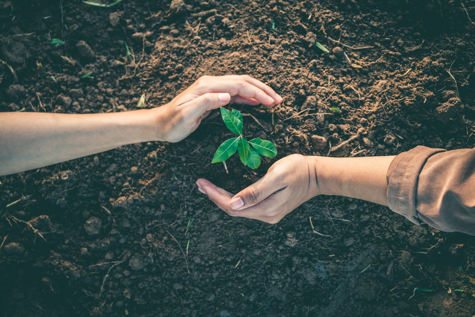 Hand for Planting trees back to the forest, Factors in planting trees to grow.